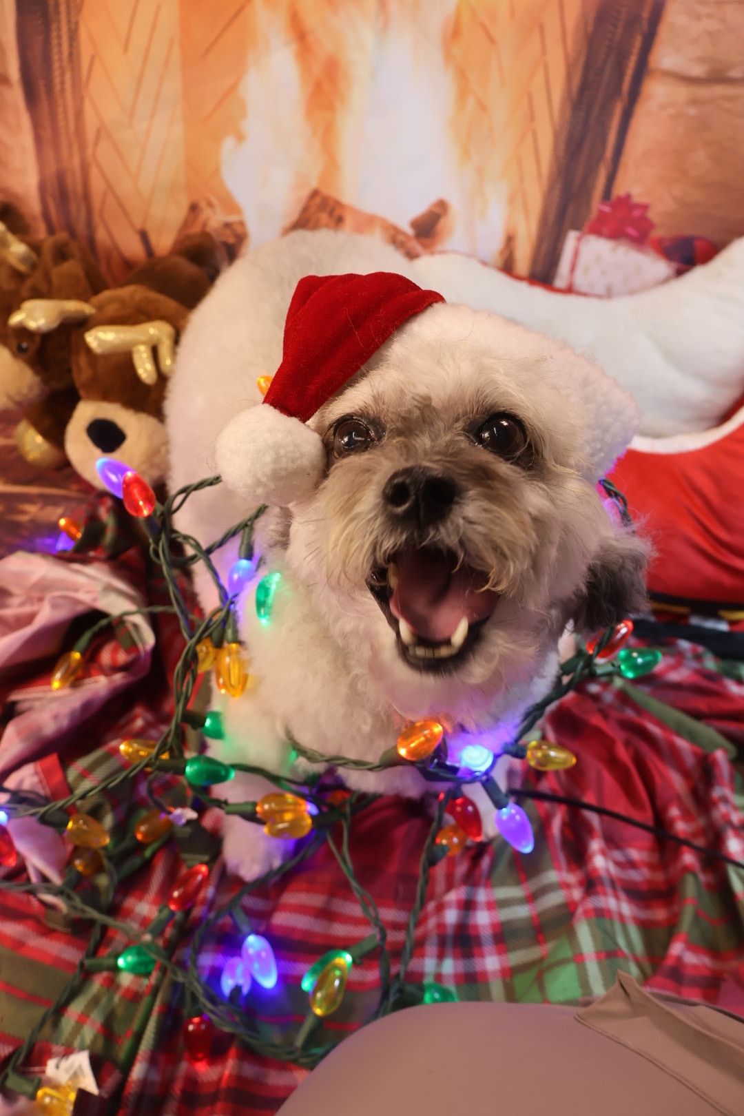 Christmas Dog Celebration 2