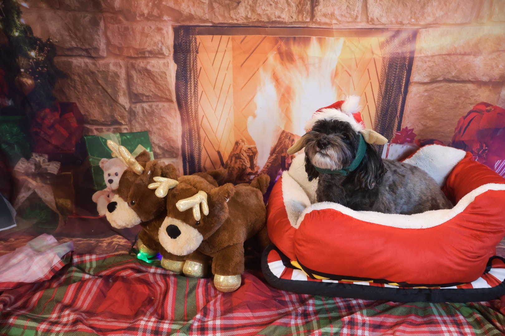 Christmas Dog Celebration 3