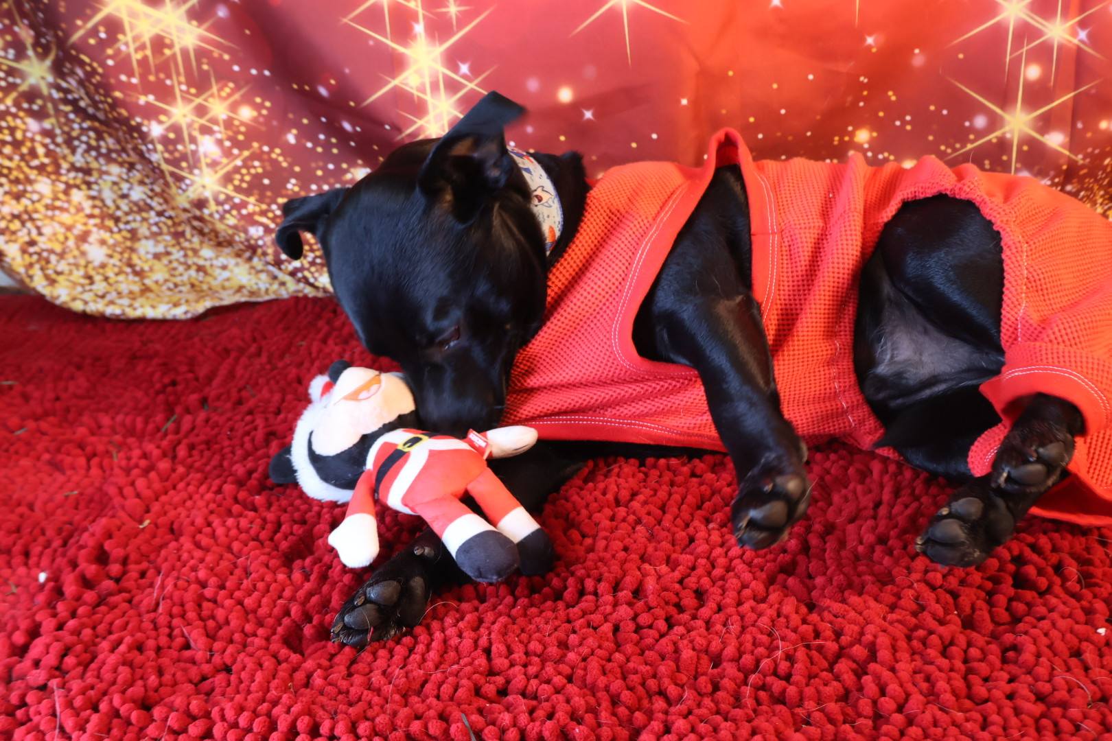 Christmas Dog Celebration 6