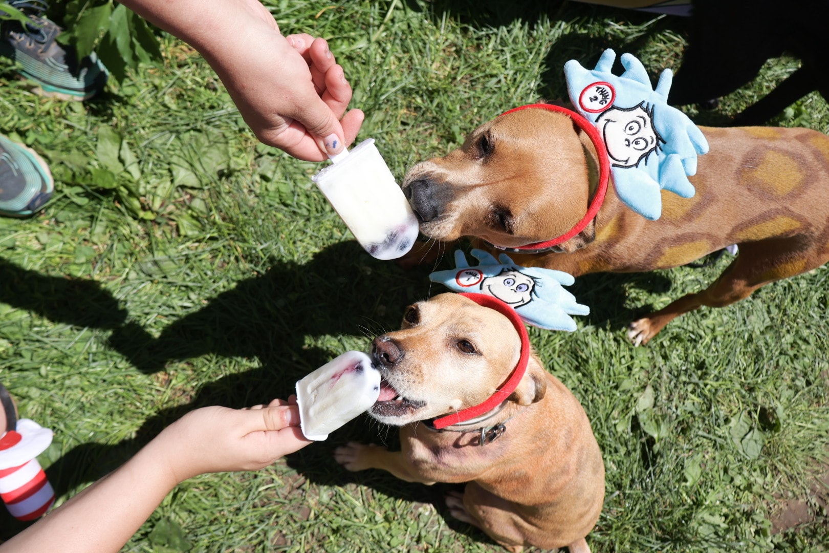 Dogs eating popsicles