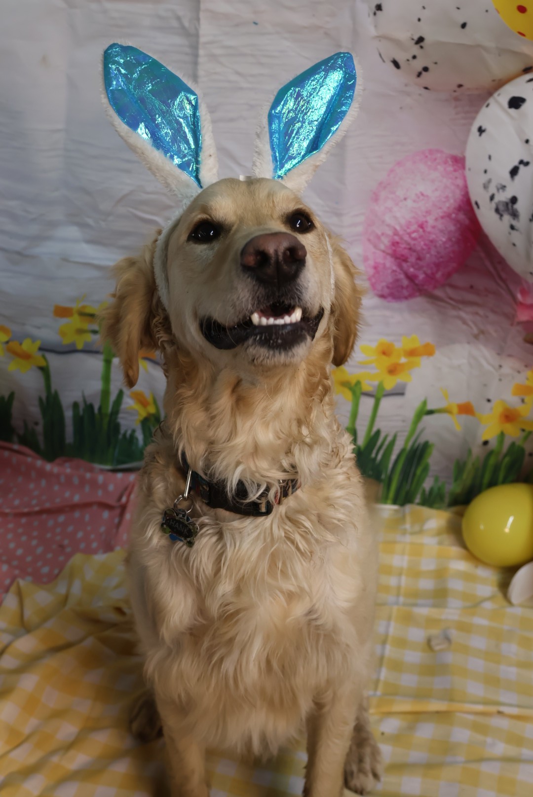 Easter Dog Celebration 2