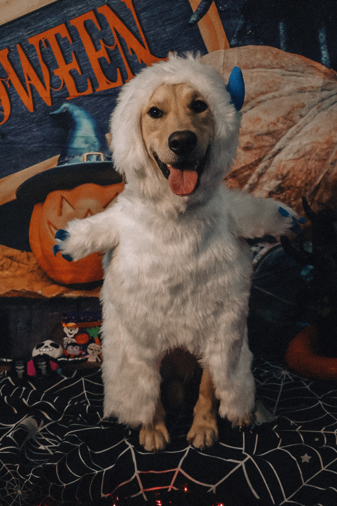 Halloween Dog Party 2